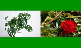 Monstera dan Rosa bisa jadi tanaman hias populer 2021. Gambar: diolah dari Shutterstock via Kompas.com