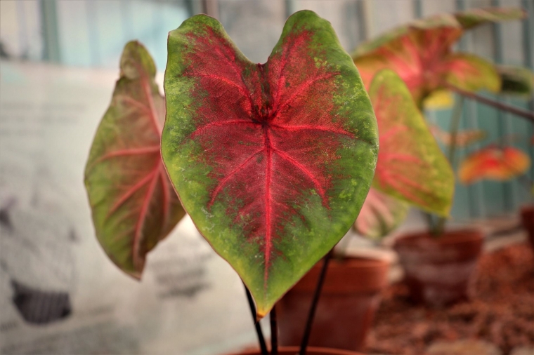 Ilustrasi Keladi atau Caladium (Foto: Unsplash dotcom)