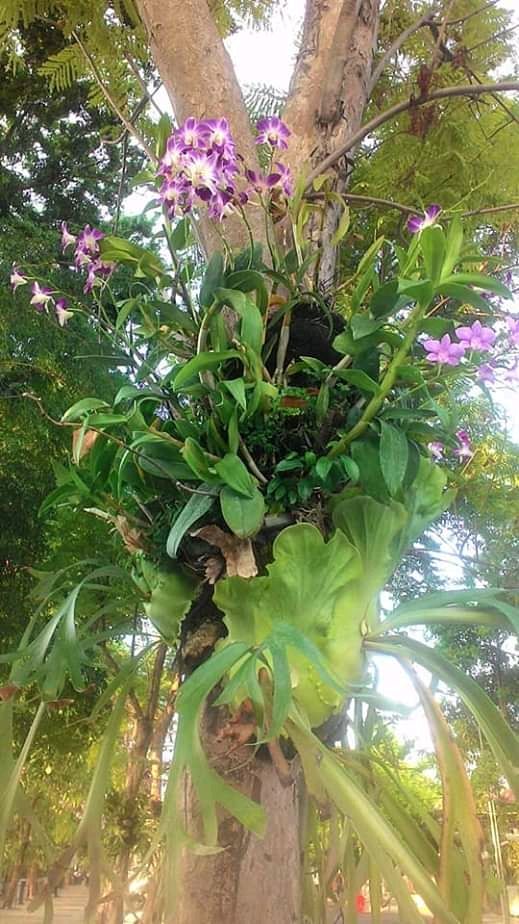Dokumen pribadi. Anggrek dan Tanduk Rusa, ditanam di salah satu pohon di Taman Balai Kota Surabaya