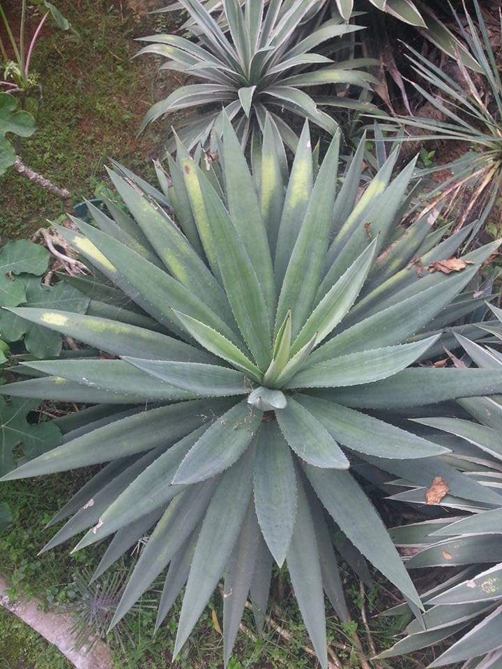 Koleksi agave di halaman depan rumah. Dokpri