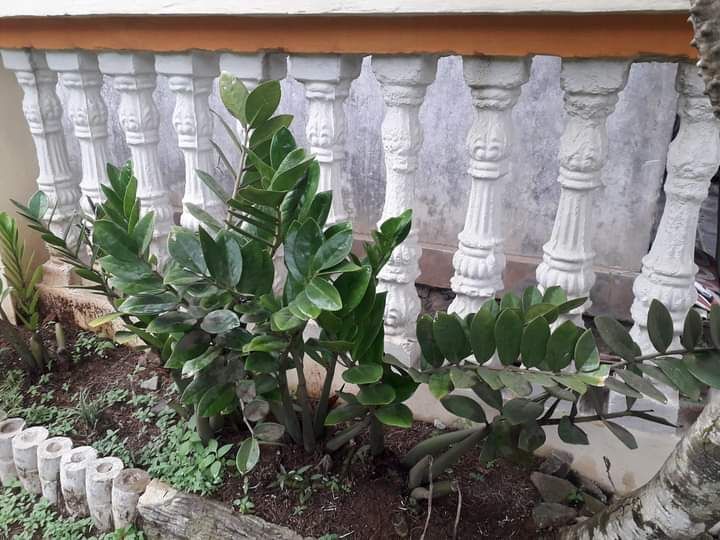 Tanaman Samiya di halaman depan rumah. Dokpri