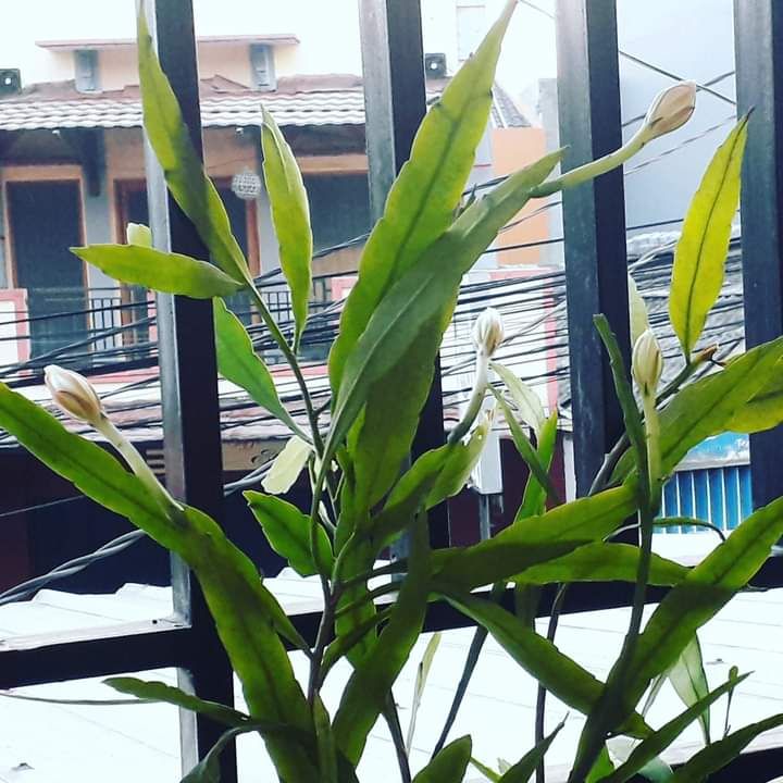 Tanaman bunga wijaya kusuma di balkon kos. Dokpri