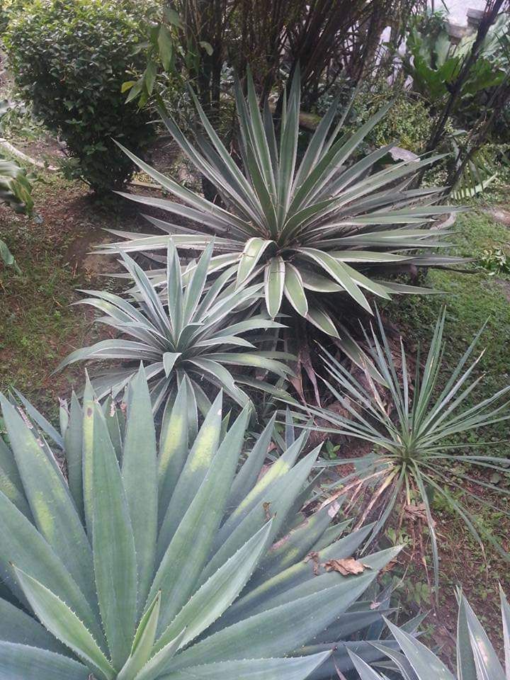 Serumpun Agave di halaman depan rumah. Dokpri