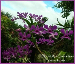 Dendrobium koleksi pribadi. Dokpri