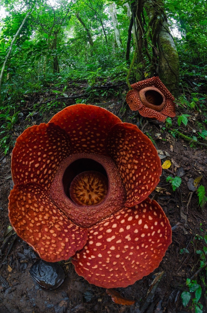Bunga Rafflesia Arnoldi/wikimedia.org