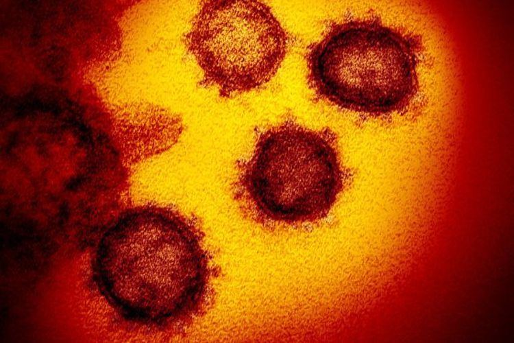 virus corona - news.northeastern.edu