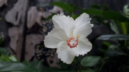 Bunga Sepatu Putih yang anggun. | Foto: Wahyu Sapta.