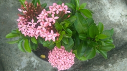 Warna pink.bunga tanaman hias yangbindah. (dok.wimdhu)