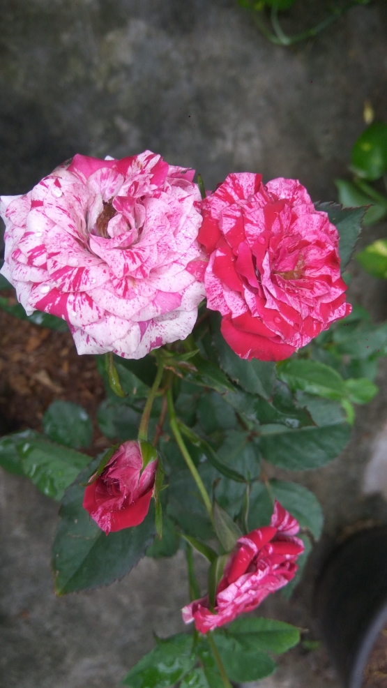 Mawar merupakan tanaman hias yang indah (dok.winsdhu)