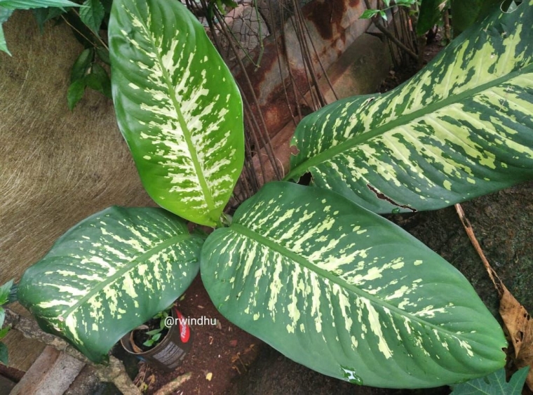 Cotak di daun tanaman hias (dok.windhu)