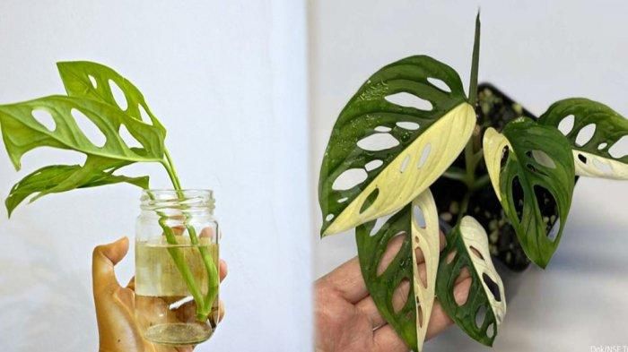 Penampakan Monstera Adansonii (kiri) dan Monstera Adansonii Variegate/ kolase foto Kompas.com