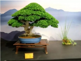 Tanaman bonsai Kacapiring (Sumber foto: www.kaskus.co.id)