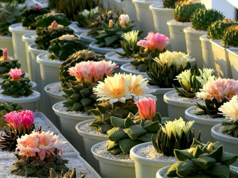 Ilustrasi tanaman hias 2021 kaktus (sumber foto: worldofsucculents.com)