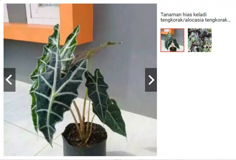 Gambar Keladi Tengkorak Amazon. Azrilgarden/Shopee