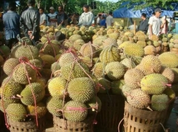 Musim durian (foto courtesy Lampung Post)