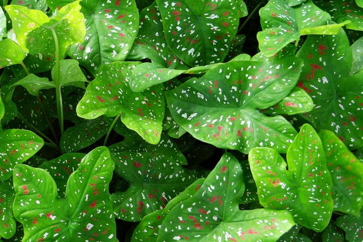 Foto ilustrasi tanaman Keladi dari Pexels dotcom