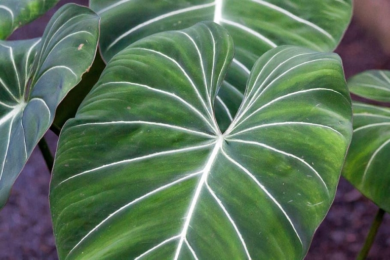 Philodendron. Sumber: www.allpaperflare.com