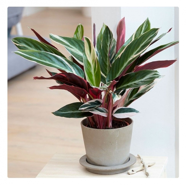 Calathea tricolor (Foto: mybotanyland.com)