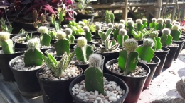Kaktus dalam pot kecil dengan berbagai jenis. Perawatannya yang susah-susah gampang, menjadi tantangan tersendiri bagi para hobiis. | Foto: Wahyu Sapta.