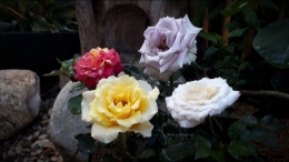 Tanaman hias Bunga Mawar dengan berbagai macam warna koleksi saya, juga masih banyak peminatnya. | Foto: Wahyu Sapta.