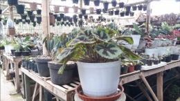 Begonia dalam pot besar tanaman hias 2021. | Foto: Wahyu Sapta.