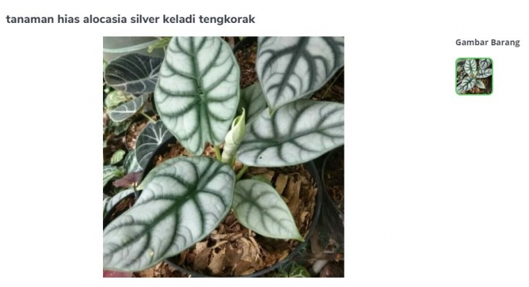 Gambar Keladi Tengkorak Silver. Sumber: Vina Flora/Tokopedia