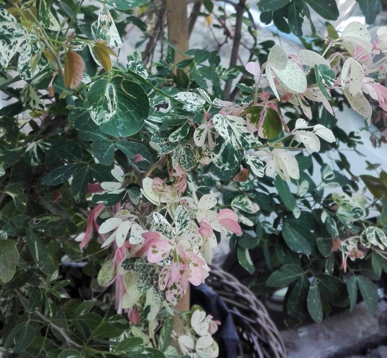 Keindahan warna daun yang bercorak hijau, merah muda dan putih membuat Snow Bush jadi tanaman hias yang cantik (dokpri)