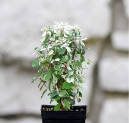 Snow Bush bisa dijadikan tanaman hias indoor (plantingman.com)