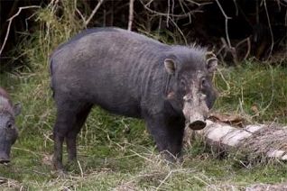 Babi Sulawesi (Sus celebensis) yang ada saat ini. Photo: www.iucnredlist.org