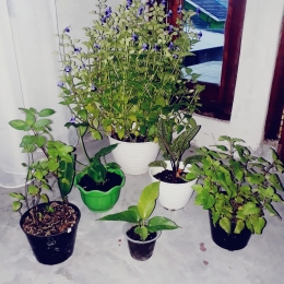 Torenia bersama beberapa tanaman hias lain / Sumber: Dokpri (Yunita Kristanti)
