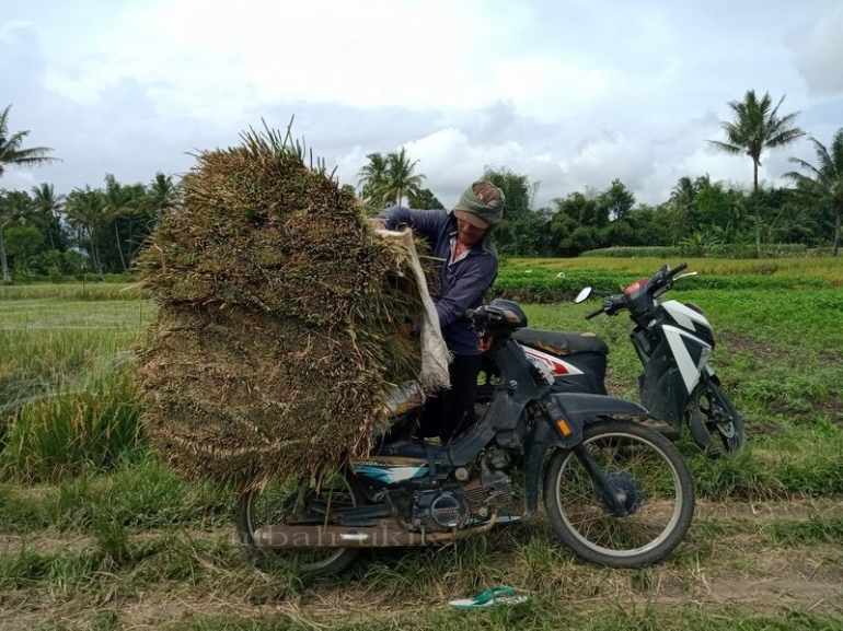 Mencari jerami pun menggunakan sepeda motor. Dokpri