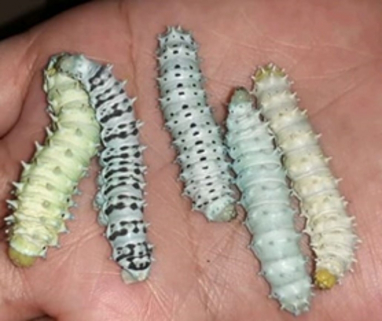 berbagai corak dan pola warna ulat Samia cynthia ricini. Photo: Koleksi pribadi