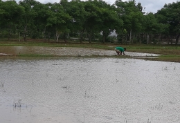 foto.dok.pribadi/Petani Kuneru Kab. Belu menyiapkan lahan untuk penanaman sawah tadah hujan