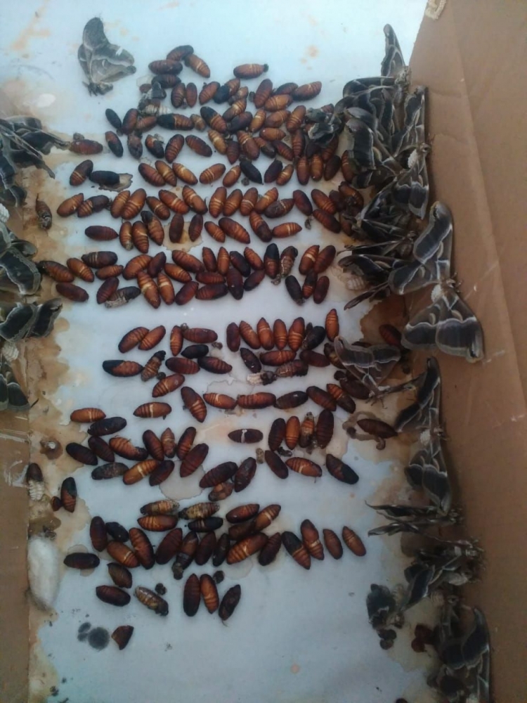 Ngengat yang baru menetas dan kulit kokon / pupa (yang berwarna coklat tua). Photo: Koleksi Pribadi
