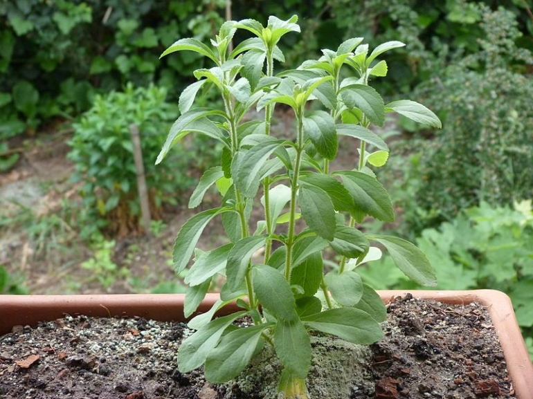 Tanaman stevia - Derzsi Elekes Andor/Wikipedia Commons