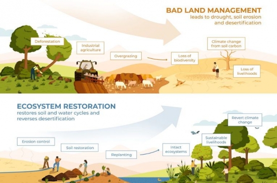 Ilustrasi kembalikan ekosistem di pulau kalimantan. Sumber foto : resilience.org/Daniel Christian Wahl