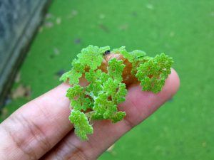 Azolla sp. sumber: aquaculture-mai.org