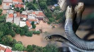 Tribun Jabar Ular Bisa Muncul Saat Banjir, Hati-hati Bila Masuk Rumah, Begini ...