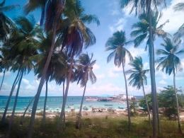 Kebun Kelapa Dekat Pelabuhan Pamatata (Dokpri)