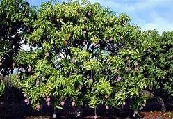 Pohon mangga,Sumber: bibliografi
