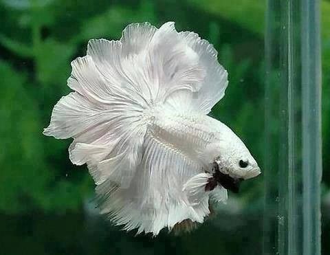 sumber: pinterest.com/jaws1013