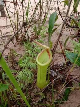 Kantong semar/Nepenthes mirabilis adalah spesies tumbuhan karnivora | dokpri