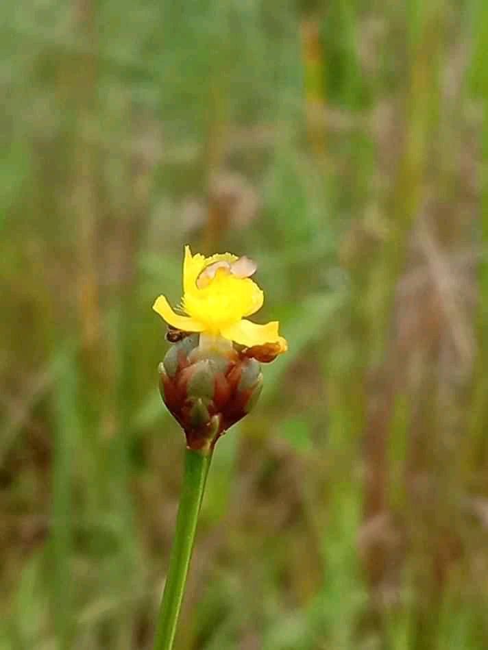 Bunga liar pertama yang dibawa pulang -Xyris capensis, hidup di daerah tropis dan sub tropis | dokpri