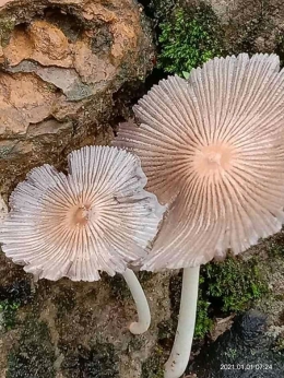 Parasola plicatilis adalah jamur saprotrofik kecil dengan tutup plicate. Ini adalah spesies yang tersebar luas di Eropa dan Amerika Utara. | dokpri