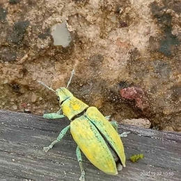 Yellow beetle atau kumbang kuning adalah hama tanaman, berwarna kuning, mempunyai tiga pasang kaki serta sepasang antena di kepala. | dokpri