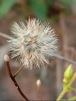 Erigeron acer, merupakan tanaman herba (bandotan) yang sudah mengering. Tumbuhan ini tersebar luas di keluarga daisy Asteraceae | dokpri