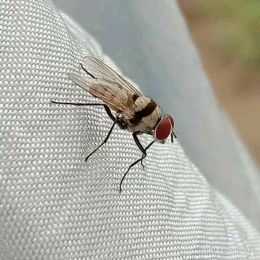 Anthomyia oculifera adalah salah satu spesies lalat akar-belatung dari famili Anthomyiidae | dokpri