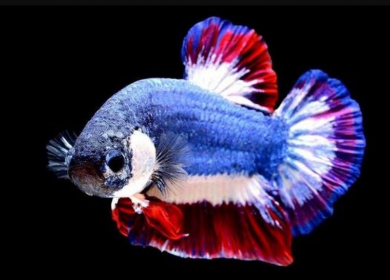 sumber: pinterest.com/jaws1013