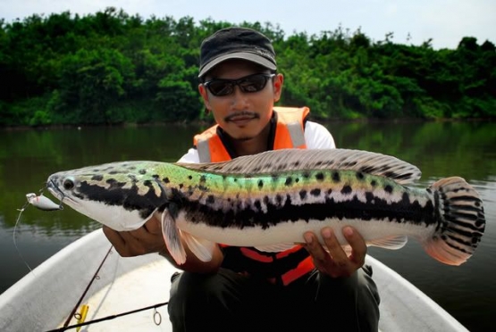 INFO GAN - blogger INFO GAN !!!: Fakta Unik Tentang Ikan TOMAN