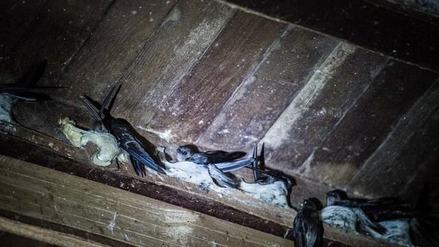 Burung walet dan sarangnya | Gambar: AFP
